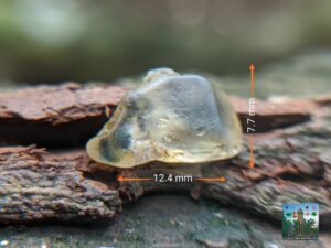 Ceylon Natural Yellow Sapphire Rough Gemstone ( Blue band "pita ottu" ) පුෂ්පරාග