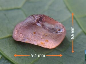 Ceylon Natural Padparadscha Sapphire Rough Gemstone ( King Sapphire )