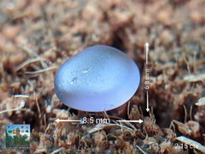 CEYLON NATURAL SPINEL ROUGH GEMSTONES