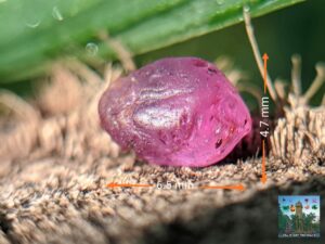Ceylon Natural Pink Sapphire Rough Stone