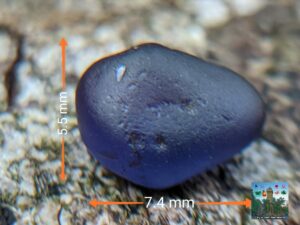 Ceylon Natural Blue Sapphire Rough Gemstone