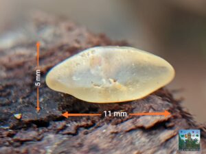 Ceylon Natural Yellow Sapphire Crystal