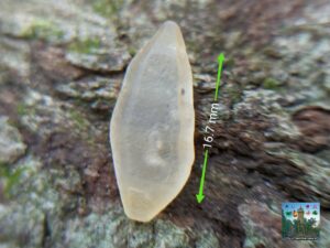 CEYLON NATURAL SAPPHIRE COMPLETE CRYSTAL