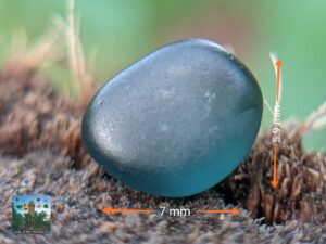 CEYLON NATURAL BI-COLOUR AND BLUE SPINEL ROUGH GEMSTONES