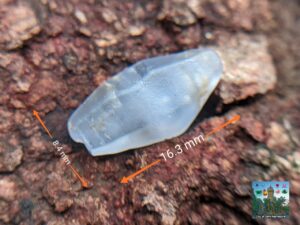 NATURAL HEATING SAPPHIRE CRYSTAL "Geuda Crystal"