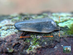 Ceylon Natural Sapphire "ottu" Crystal 🇱🇰