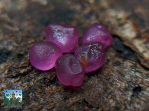 CEYLON NATURAL PINK SAPPHIRE ROUGH GEMSTONES LOT රතු ලොට් ( ඇන්දාන රතු )
