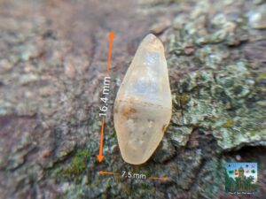 CEYLON NATURAL SAPPHIRE COMPLETE CRYSTAL ( Mat glass body )