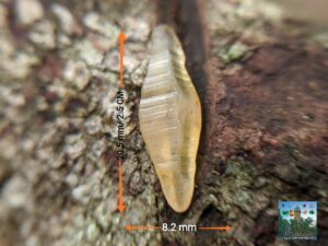 CEYLON NATURAL YELLOW SAPPHIRE COMPLETE CRYSTAL ( glass body quite rare grade crystal with good colour, clarity and size )