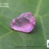 CEYLON NATURAL PINK SAPPHIRE ROUGH GEMSTONES LOT - city of gem Ratnapura
