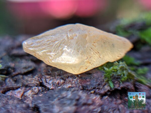 Ceylon Natural Yellow Sapphire Alluvial Crystal with Amazing Natural Body Carvings ( Collector peice, not for faceting) - city of gem Ratnapura