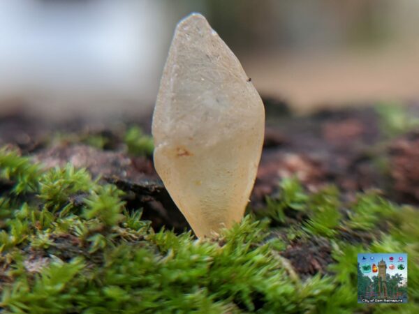 _Ceylon Natural Small Sapphire Crystals Collection. - city of gem Ratnapura