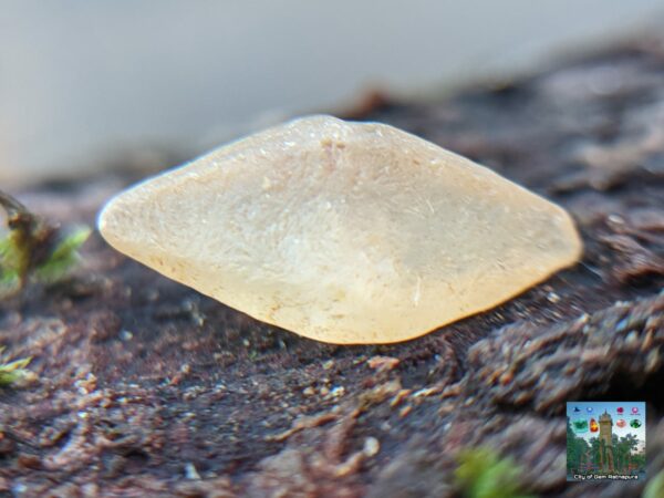 _Ceylon Natural Small Sapphire Crystals Collection. - city of gem Ratnapura