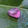 CEYLON NATURAL PINK SAPPHIRE ROUGH GEMSTONE COUPLE - city of gem Ratnapura