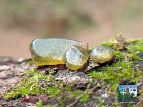 CEYLON NATURAL OLIVE GREEN ZIRCON ROUGH GEMSTONES - city of gem Ratnapura