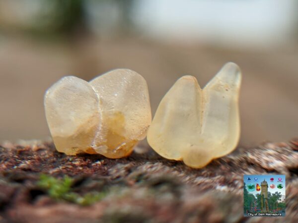 Ceylon Natural Small Yellow Sapphire Twin Crystals Couple - city of gem Ratnapura