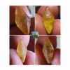 Ceylon Natural Yellow Sapphire Alluvial Crystal with Amazing Natural Body Carvings ( Collector peice, not for faceting) - city of gem Ratnapura