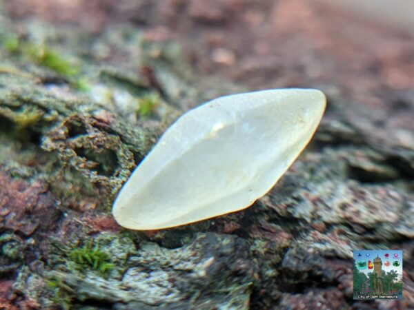 _Ceylon Natural Small Sapphire Crystals Collection. - city of gem Ratnapura