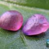 CEYLON NATURAL PINK SAPPHIRE ROUGH GEMSTONE COUPLE - city of gem Ratnapura