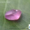 CEYLON NATURAL PINK SAPPHIRE ROUGH GEMSTONES LOT - city of gem Ratnapura