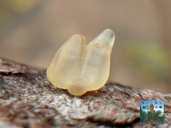 Ceylon Natural Small Yellow Sapphire Twin Crystals Couple - city of gem Ratnapura