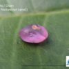 CEYLON NATURAL PINK SAPPHIRE ROUGH GEMSTONES LOT - city of gem Ratnapura