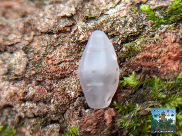 Ceylon Natural Sapphire geuda Crystal ( not for cutting and polishing ) city of gem Ratnapura