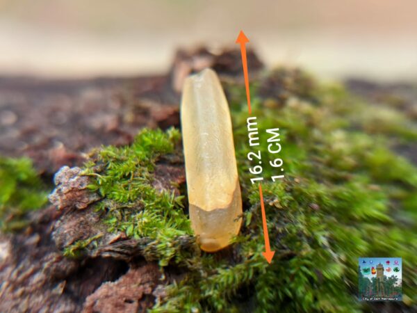 Ceylon Natural Yellow Sapphire Crystals - city of gem Ratnapura