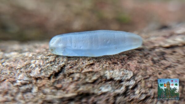 5_Ceylon Natural Blue Sapphire Alluvial Crystal Geuda- city of gem Ratnapura