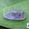 Ceylon Natural Colour Shifting Sapphire Crystal - city of gem Ratnapura