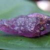 Ceylon Natural Pinkish-purple Sapphire Crystal ( Rough Glass Body ) - city of gem Ratnapura