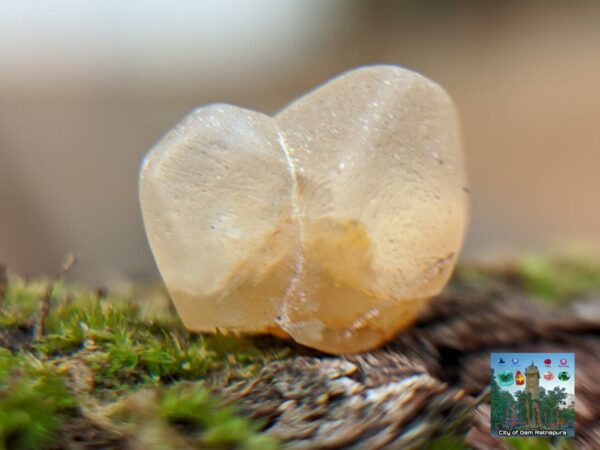 Ceylon Natural Small Yellow Sapphire Twin Crystals Couple - city of gem Ratnapura