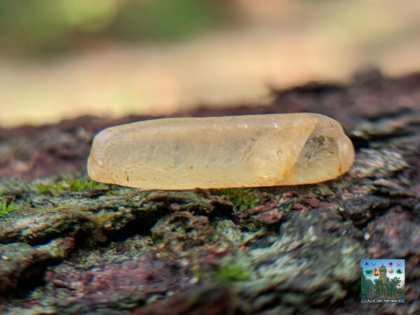 Ceylon Natural Yellow Sapphire Crystals - city of gem Ratnapura