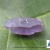 Ceylon Natural Colour Shifting Sapphire Crystal - city of gem Ratnapura
