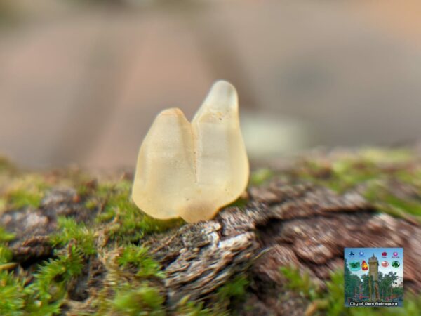 Ceylon Natural Small Yellow Sapphire Twin Crystals Couple - city of gem Ratnapura