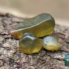 CEYLON NATURAL OLIVE GREEN ZIRCON ROUGH GEMSTONES - city of gem Ratnapura