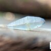 Ceylon Natural Double Terminated Sapphire Complete Crystal Couple (rough glass body ) - city of gem Ratnapura