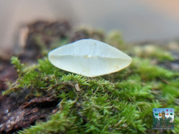 _Ceylon Natural Small Sapphire Crystals Collection. - city of gem Ratnapura