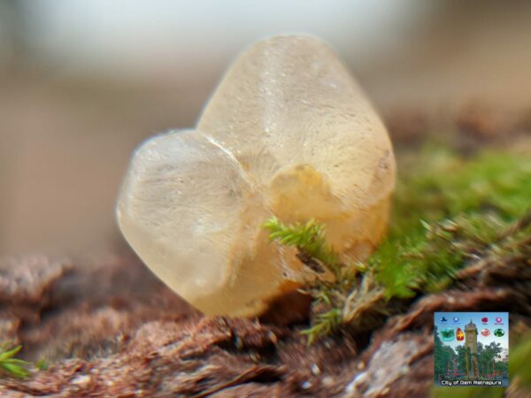 Ceylon Natural Small Yellow Sapphire Twin Crystals Couple - city of gem Ratnapura