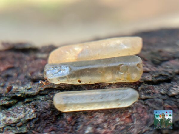 Ceylon Natural Yellow Sapphire Crystals - city of gem Ratnapura