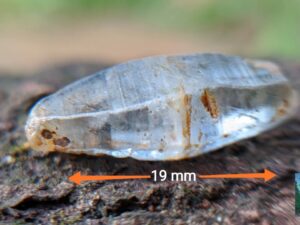 Double Terminated Ceylon Natural Sapphire Glass body