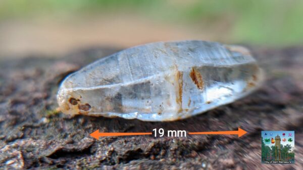 Double Terminated Ceylon Natural Sapphire Glass body