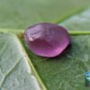 CEYLON NATURAL PINK SAPPHIRE ROUGH GEMSTONE COUPLE - city of gem Ratnapura