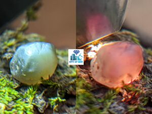 Very Rare Natural Chrysoberyl Alexanderite Cat's Eye Rough Gemstone - city of gem Ratnapura