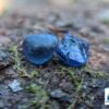 Ceylon Natural Royal Blue Sapphire Rough Gemstone - city of gem Ratnapura