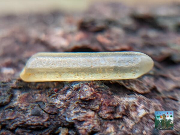 Ceylon Natural Yellow Sapphire Crystals - city of gem Ratnapura