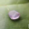 Ceylon Natural Sapphire Rough Lot with Colour shifting Violet Sapphire - city of gem Ratnapura