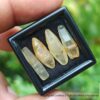 _Ceylon Natural Sapphire Terminated Crystal Lot - city of gem Ratnapura