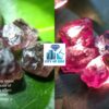 Natural Change Garnet Rough Gemstones Lot - City of Gem Ratnapura