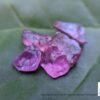 Natural Pink Sapphire Rough Gemstones Lot - city of gem Ratnapura